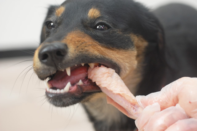 愛犬は特に肉の脂肪の匂いが好きなので食いつきの悪い犬には脂肪の匂いを意識させるとよいでしょう。
