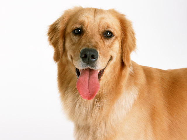 成人の味蕾が5000～7500くらいに対して、犬の舌の味蕾は1700ほどです。