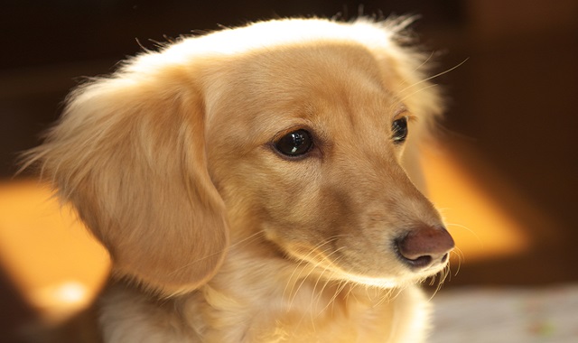 フンド ダックス ダックスフンド 子犬