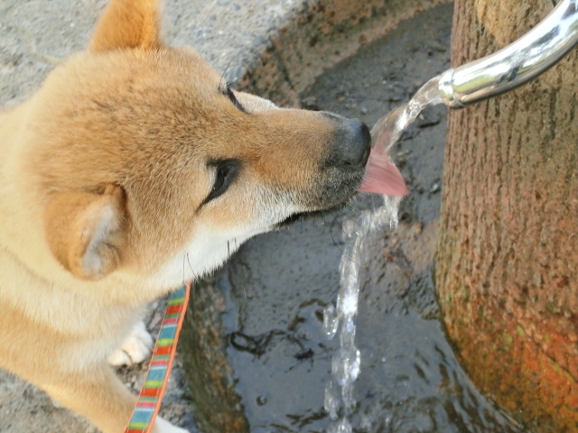 愛犬が水を飲みすぎていると感じたら