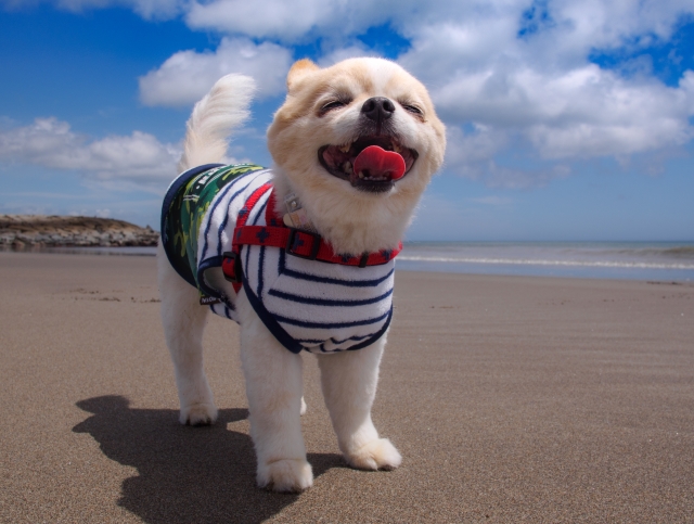 愛犬が結石になってしまった場合、どうすればいいですか？