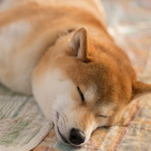 柴犬の食事 病気 性格をまとめて知って健康長寿に役立てよう 犬の総合情報サイト 帝塚山ハウンドカム通信