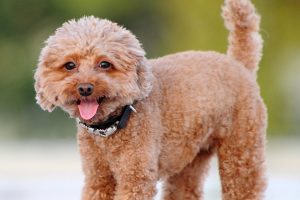 【獣医師が解説】老犬の食生活で気を付けたいことや老犬にお勧めの成分について