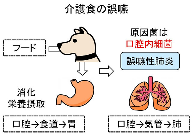獣医師がアドバイス 老犬介護食 犬の総合情報サイト 帝塚山ハウンドカム通信