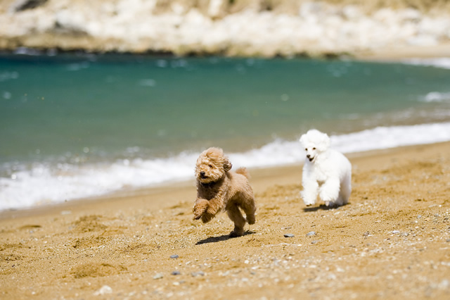 海岸を走る犬達
