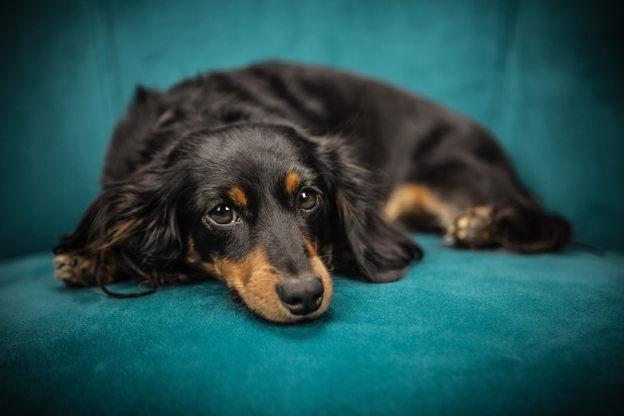 犬の膵炎(すいえん)｜ドッグフードや食生活の考え方～本当に低脂肪に 