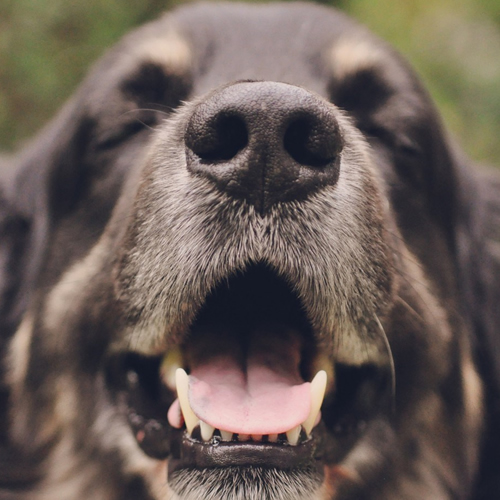愛犬のあくびは眠い時よりストレスを感じているあくびの方が多いようです。