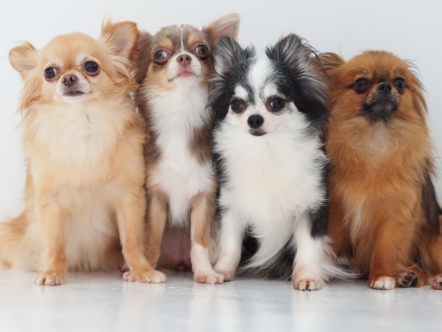 犬の性格の傾向 小型犬 その1 犬の総合情報サイト 帝塚山ハウンドカム通信