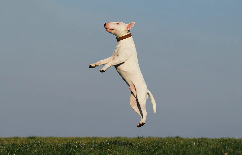 ジャンプする犬
