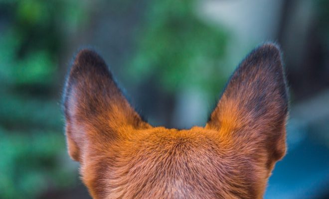 動画 トリマーが教える プロの耳掃除で外耳炎予防 犬の総合情報サイト 帝塚山ハウンドカム通信