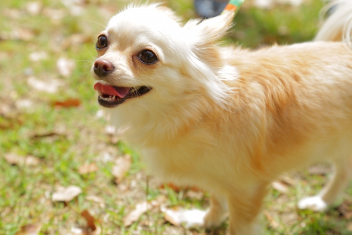 動画 犬用首輪サイズの正しい測り方 犬が苦しくない適度なサイズをメジャー ものさしで 犬の総合情報サイト 帝塚山ハウンドカム通信