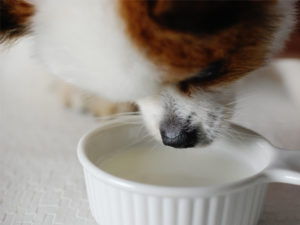 【動画】水を飲まない愛犬におすすめ！水分補給ランキング