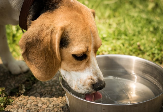 水飲む犬