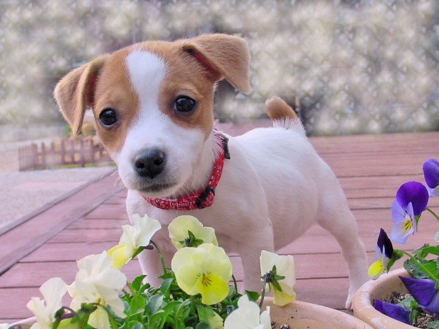 動画 リアル 愛犬にかかるお金ってどれくらい 食事 トリミング 予防接種など 犬の総合情報サイト 帝塚山ハウンドカム通信