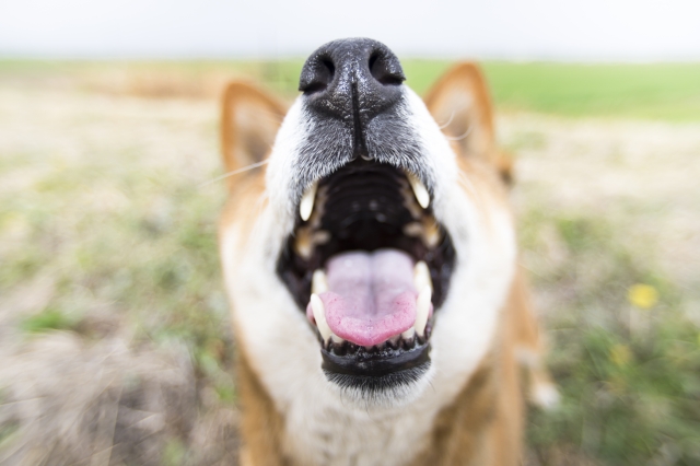 動画 お家で簡単歯石取りshort 犬の総合情報サイト 帝塚山ハウンドカム通信