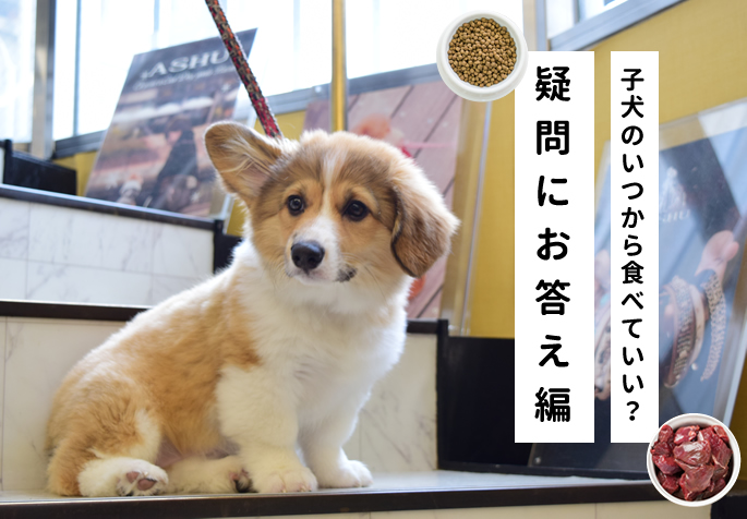 子犬のいつから食べていいの？食事やおやつの疑問解決！