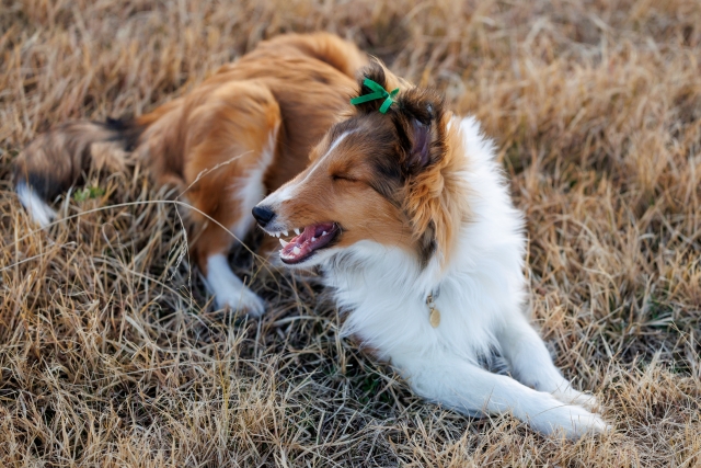 愛犬の結石を繰り返さないために