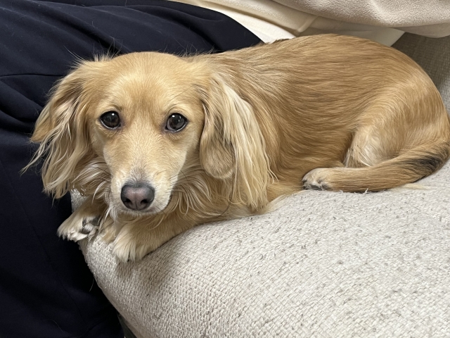 愛犬が結石になってしまった場合、どうすればいいですか？