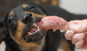【獣医師が解説】犬に歯石がつく前に歯垢をつかないようにするには？