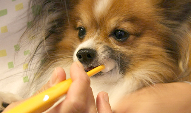 愛犬の歯垢を取るにはハブラシで歯磨きをするのがいちばん効果的です。