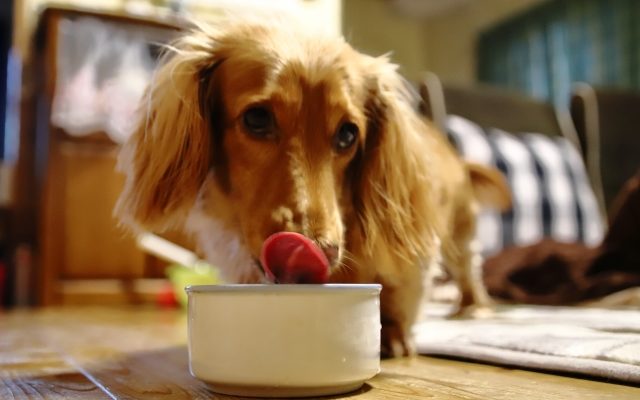 愛犬の食糞の原因と改善方法 しつけで気をつける事