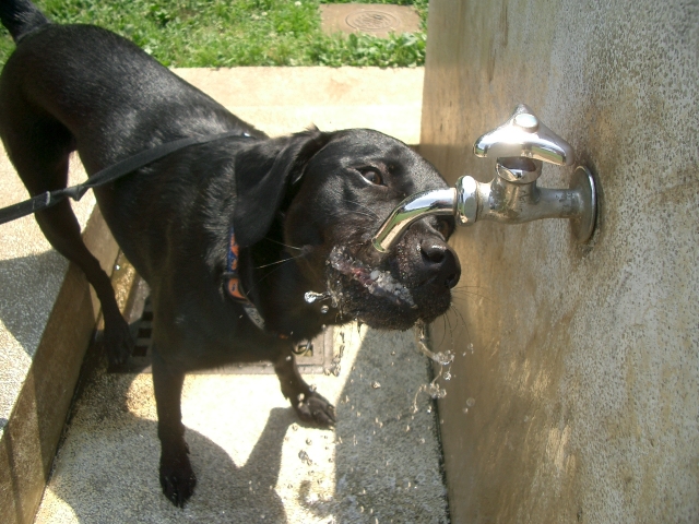 よく水を飲む愛犬は結石にもなりにくく飲みたがらない愛犬より健康的です。