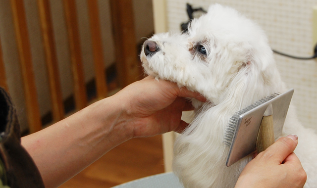 愛犬にブラッシングすることで、毛玉やもつれ毛や抜け毛を絡め取り毛並みを整えることができます。