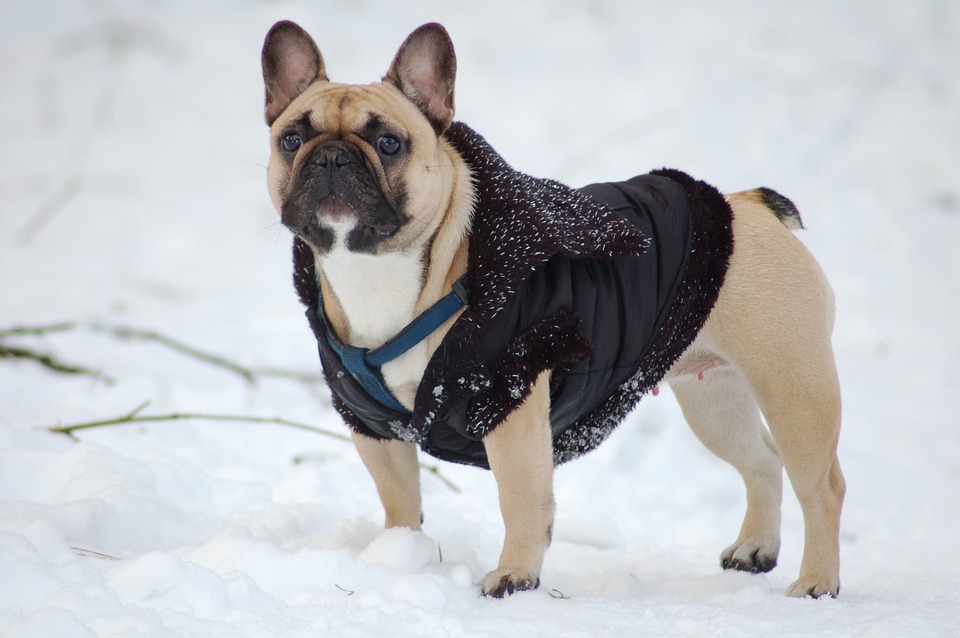 犬は冬が好き 寒さに負けないワン 犬の総合情報サイト 帝塚山ハウンドカム通信