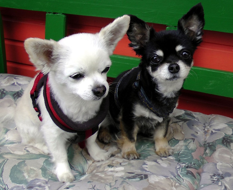 チワワのこと もっと知りたい 人気の犬種シリーズ 犬の総合情報サイト 帝塚山ハウンドカム通信