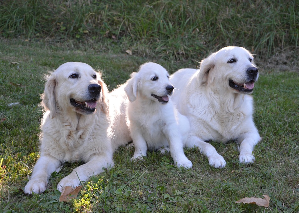 ゴールデン レトリーバーのこと もっと知りたい 人気の犬種シリーズ 犬の総合情報サイト 帝塚山ハウンドカム通信