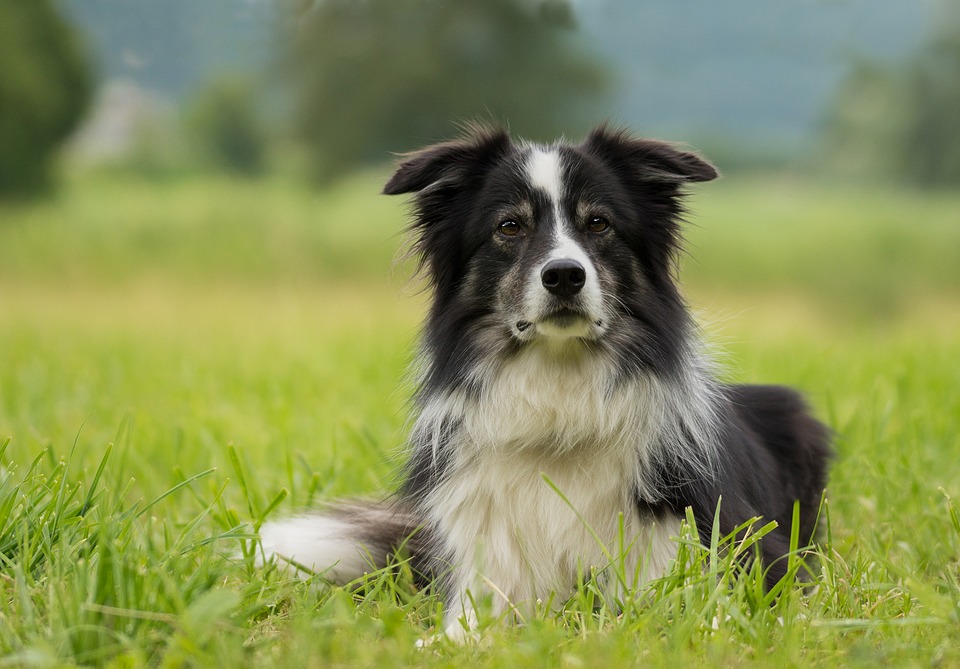 ボーダー コリーのこと もっと知りたい 人気の犬種シリーズ 犬の総合情報サイト 帝塚山ハウンドカム通信