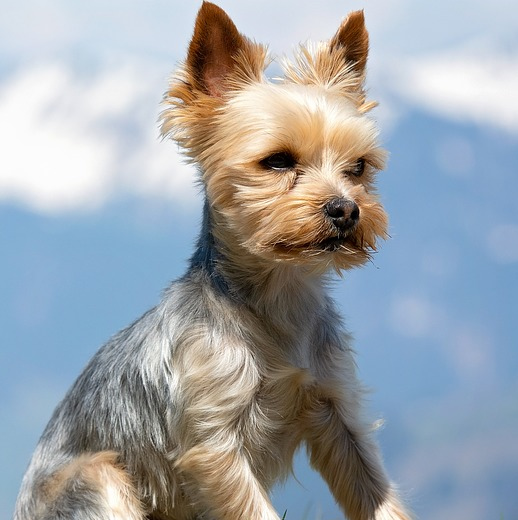 ヨークシャー テリアのこと もっと知りたい 人気の犬種シリーズ 犬の総合情報サイト 帝塚山ハウンドカム通信