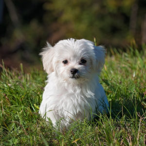 マルチーズのこと もっと知りたい 人気の犬種シリーズ 犬の総合情報サイト 帝塚山ハウンドカム通信