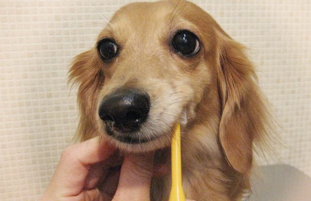 犬の歯磨き
