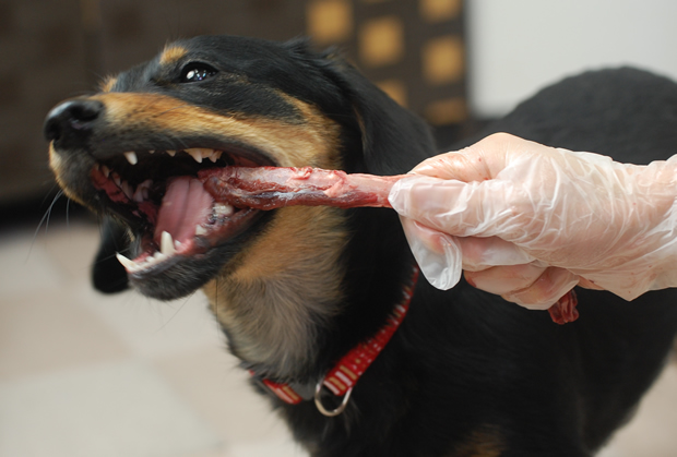 生骨を噛むことは物理的に歯をきれいにするだけでなく栄養面でも非常に優れています。