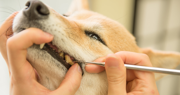 現代の愛犬は肉を噛みちぎり、骨をかみ砕くことをしなくなっていくことで歯石のつく犬が増えました。