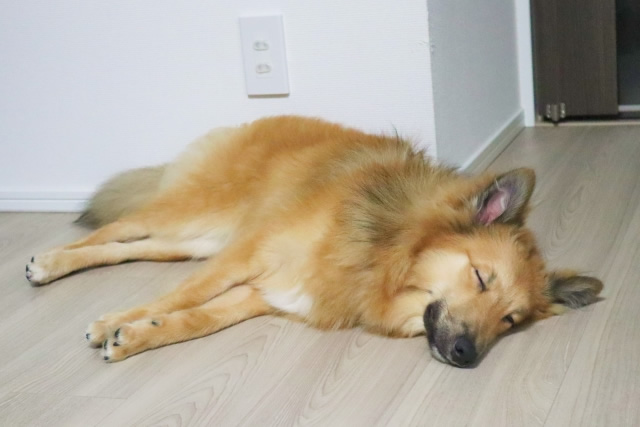 愛犬の横になる寝方これはかなりリラックスしている状態です。
