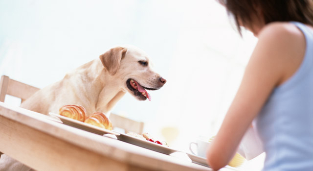 老犬の夏バテ予防に 注意したい老犬の夏の過ごし方と栄養補給