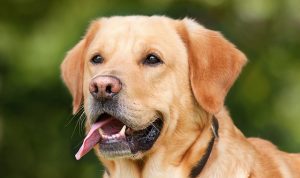 皮膚は腸の鏡。アレルギーが気になる愛犬には腸内環境を整えることが有効？