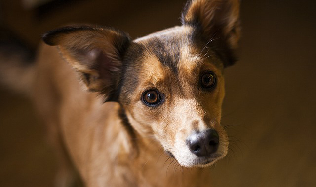 愛犬の食糞は ビタミンb1 不足 食糞の原因と対処法 犬の総合情報サイト 帝塚山ハウンドカム通信