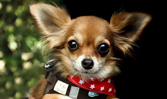 愛犬の目の健康を保つために 主な目の病気と原因 犬の総合情報サイト 帝塚山ハウンドカム通信
