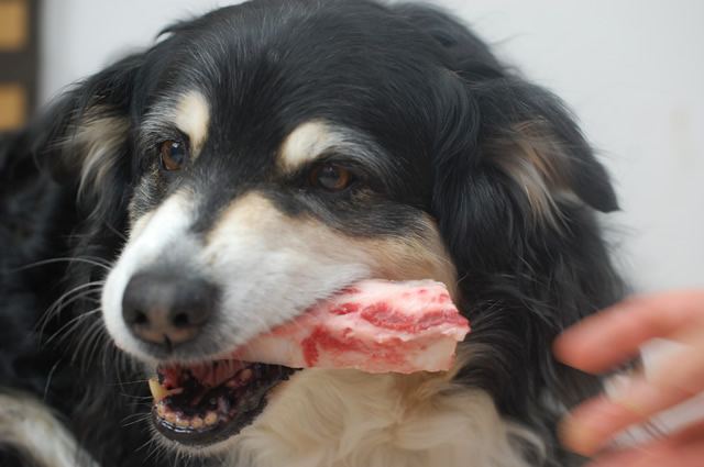 愛犬に生骨は大丈夫です 歯みがき効果 栄養もたっぷり 犬の総合情報サイト 帝塚山ハウンドカム通信