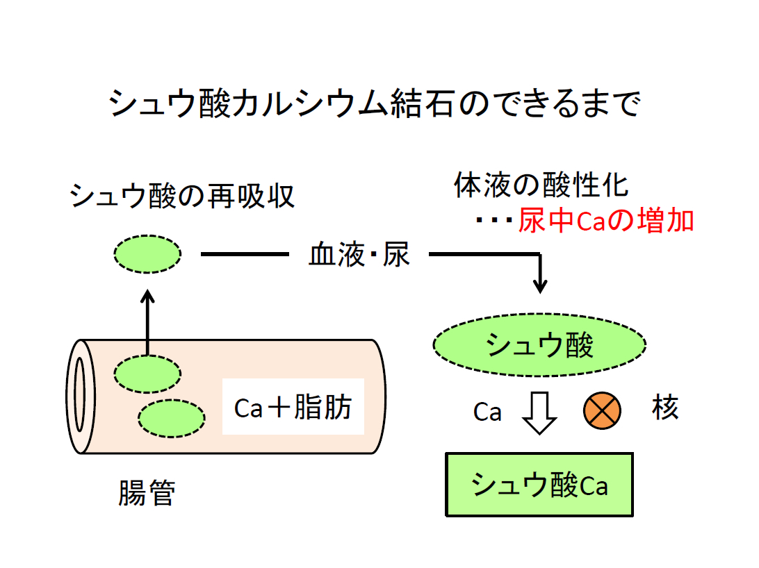 獣医師が解説 愛犬 愛猫になぜ尿石が多いのか 犬の総合情報サイト 帝塚山ハウンドカム通信