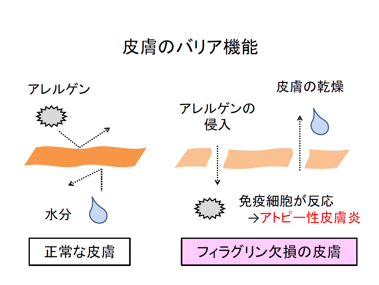 獣医師が解説 ペットの病気編 テーマ アトピー性皮膚炎 犬の総合情報サイト 帝塚山ハウンドカム通信