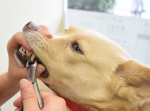 【獣医師が解説】ペットの病気編：　テーマ「ペットの歯周病治療」