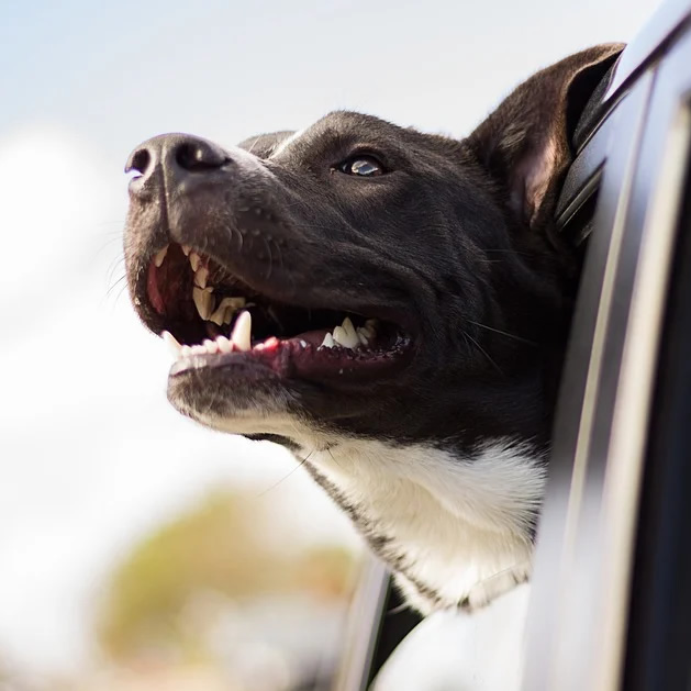 獣医師が解説 ペットとの生活編 テーマ ペットの車酔い 犬の総合情報サイト 帝塚山ハウンドカム通信