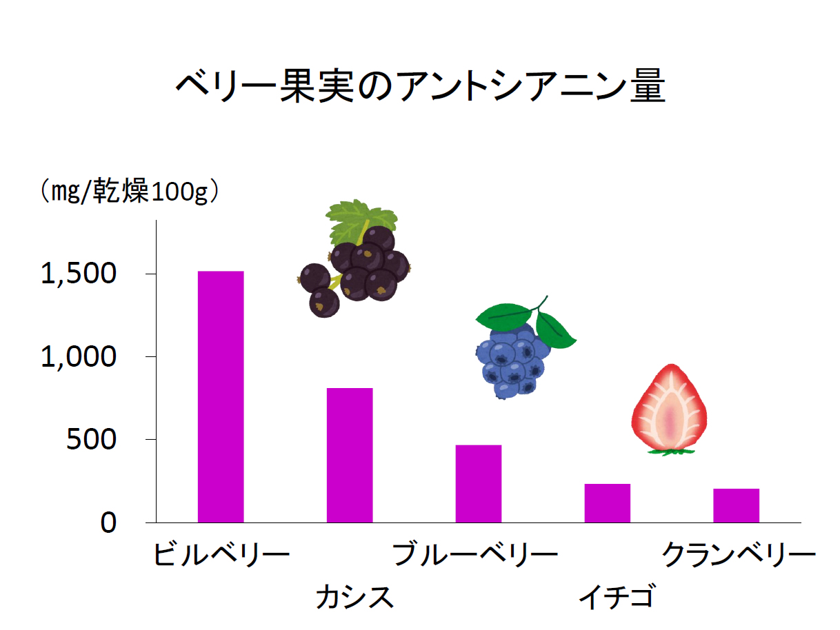 ベリー果実のアントシアニン量の比較図です。