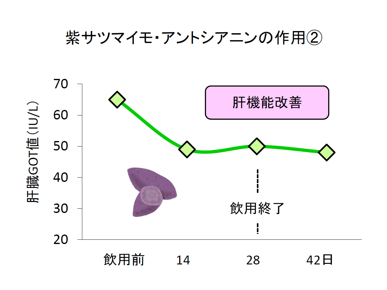 紫サツマイモ肝機能改善の図です。