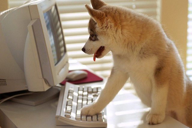 動画まとめ がんばりたいときに見る動物動画10選 犬の総合情報サイト 帝塚山ハウンドカム通信