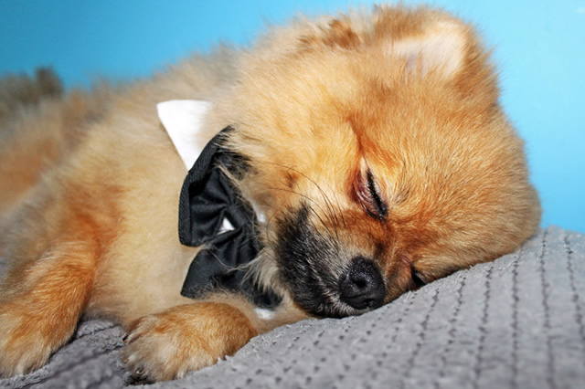 動画まとめ リラックスしたいときに見る動物動画10選 犬の総合情報サイト 帝塚山ハウンドカム通信